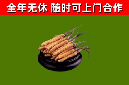 万宁烟酒回收冬虫夏草.jpg